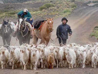 Productores laneros acompañados por el Gobierno para la comercialización de la lana