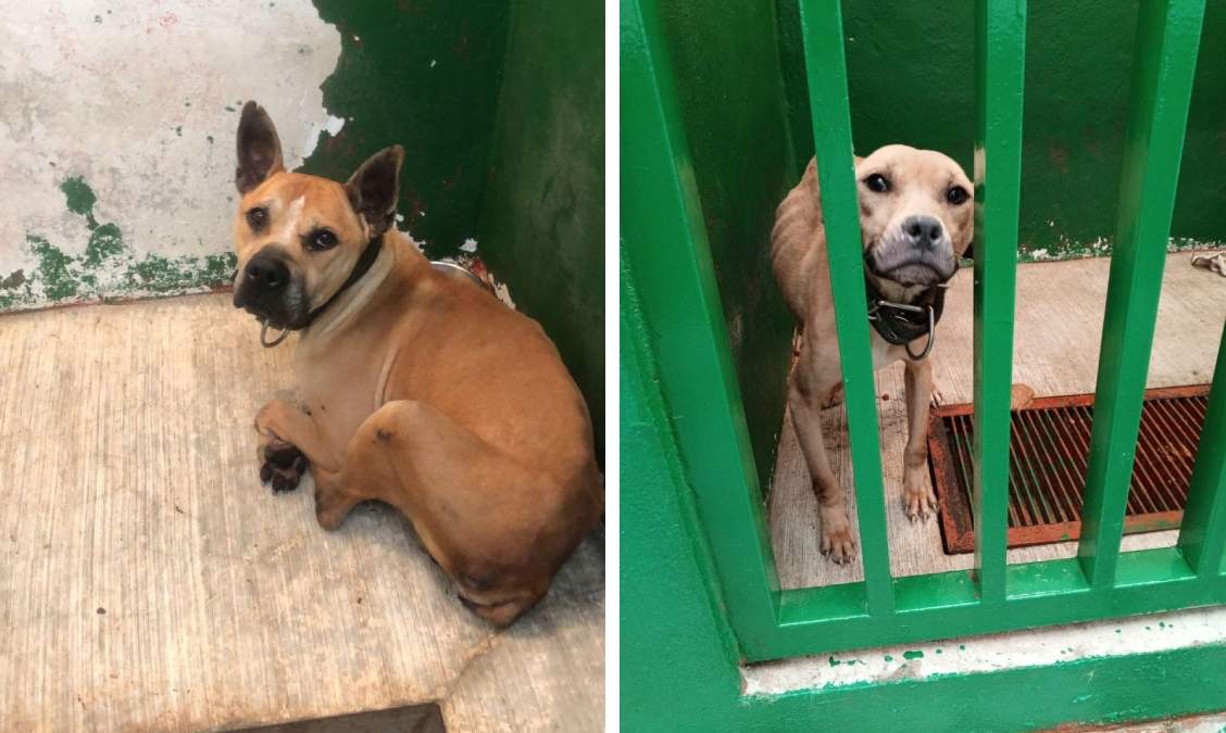 Perros rescatados