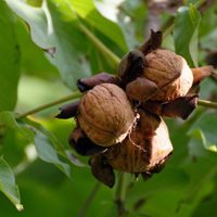 La forma más efectiva de germinar nuez y tener tu arbolito de nogal en casa, completamente gratis