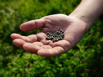 No tires las semillas de tus frutas y creá ese semillero biodegradable para crear las plantas más lindas y vigorosas