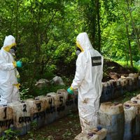 Marinos realizan decomiso histórico de casi 50 toneladas de crystal en Sinaloa