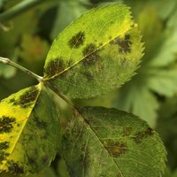 La razón por la que tus plantas tienen manchas en las hojas