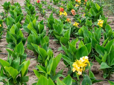 Longeva y llena de color: la planta que resiste el paso del tiempo si la cuidás bien en invierno