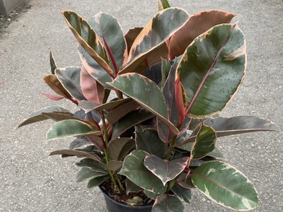 La planta que avisa cuando necesita riego, fácil de cuidar y perfecta para decorar dentro o fuera de tu casa