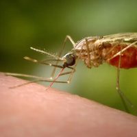 EU emite alerta sanitaria por casos de malaria en Florida y Texas