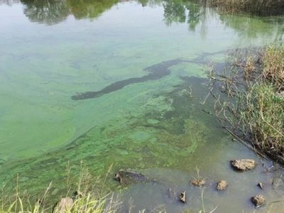 Alerta Roja de la AIC por la presencia de algas contaminantes en el lago Mari Menuco, Los Barreales y El Chocón