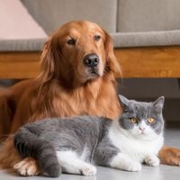 Los alimentos humanos que parecen inofensivos y son tóxicos para las mascotas