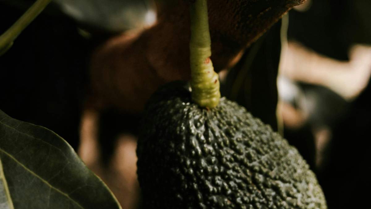 Con estos trucos podrás lograr cosechar paltas o aguacates muy pronto