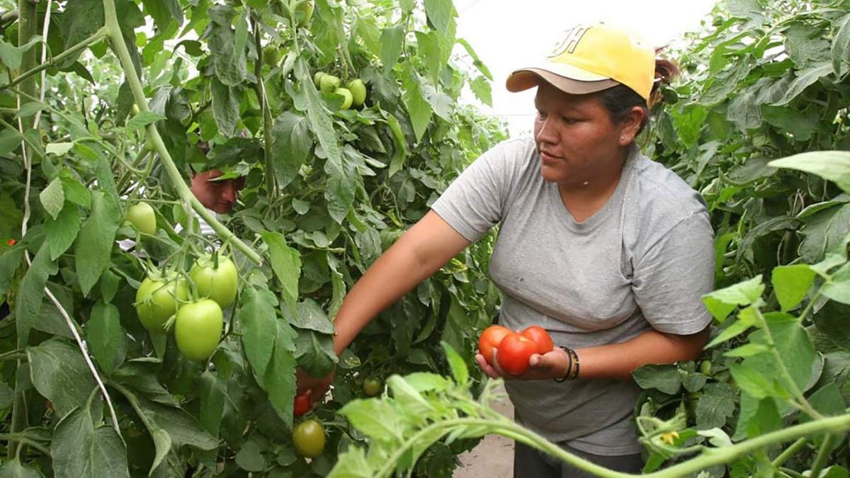 El Gobierno lanza un nuevo programa destinado a mujeres productoras. Fuente: (Twitter)