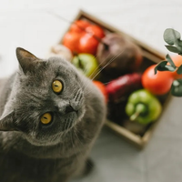 Rituales: conocé el poder que tienen los gatos para purificar tu energía y ayudarte a atraer más abundancia a tu vida