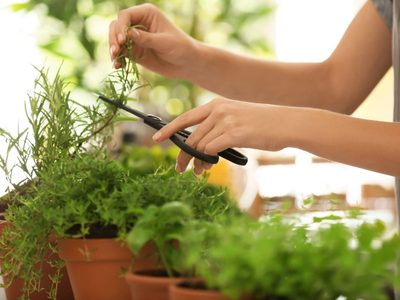 De la huerta a la mesa: animate a cultivar tus propias plantas aromáticas con estos consejos de los expertos jardineros