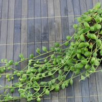 Suculentas: cuáles son los cuidados que necesita la planta del rosario