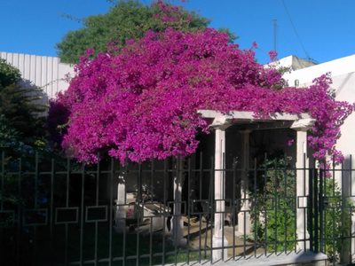 El truco de los jardineros para reproducir tu Santa Rita sin esquejes ni semillas