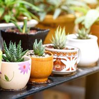 Cuáles son las diferencias entre suculentas y cactus que te ayudarán a cuidarlas mejor