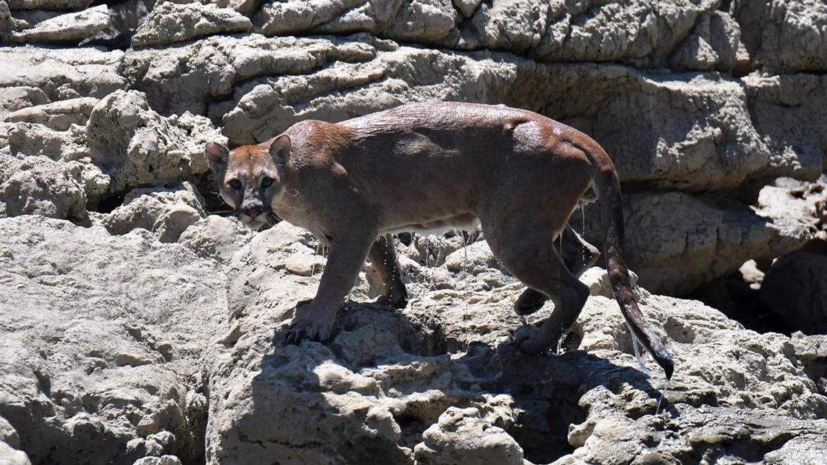 Puma que cruzó nadando el Río Usumacinta de Guatemala a México