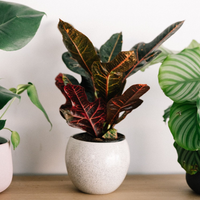 Por qué se secan mis plantas nuevas y cuál es el truco de los expertos jardineros para evitarlo