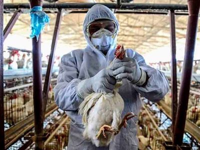 Entregarán subsidios a productores afectados por brotes de gripe aviar