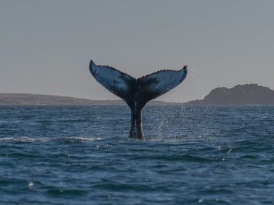 Popa, la ballena que salió de Chubut y recorrió más de 2500 km hasta la Antártida