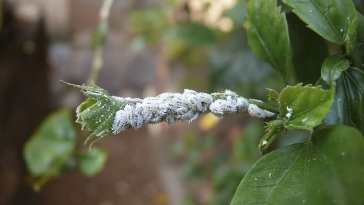 ¡No permitas que esta plaga arruine tu jardín!
