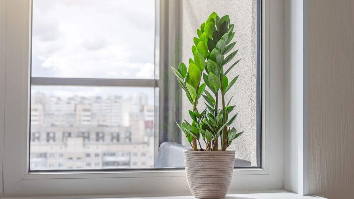 Planta. Fuente: (Instagram)