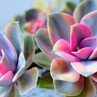 Una planta mágica: conocé a la suculenta Kalanchoe Arcoíris y atraé el equilibrio a tu hogar
