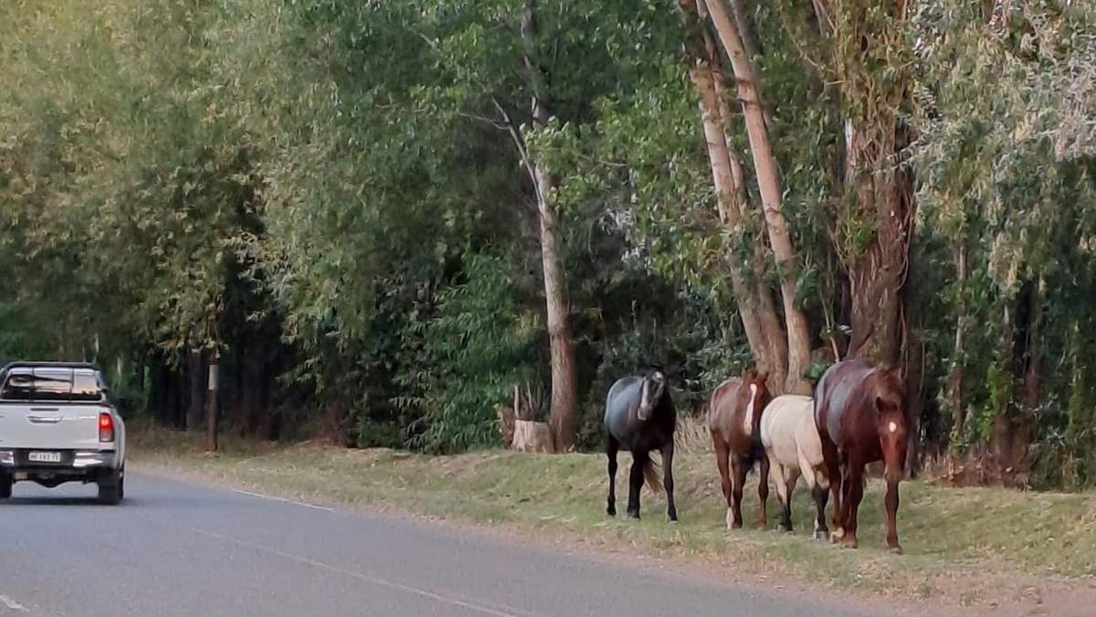 Animales sueltos transitando a la vera de la ruta. Fuente: (Facebook)