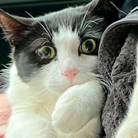 Pareja de Alaska se reencuentra con su gato 26 días después de que su casa se desplomó sobre un río