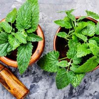 La hermosa planta con nombre de mujer que podés cultivar en maceta y que es una poderosa aliada de tu salud