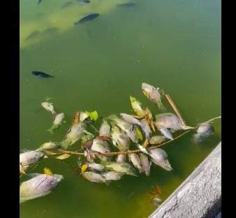 Muerte de peces en el Lago del Bosque de Chapultepec