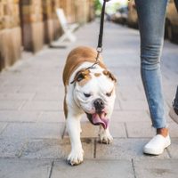 Qué precauciones tomar si salís a pasear a tu mascota