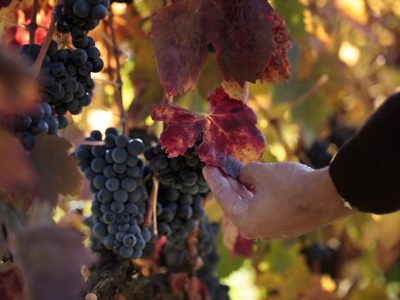 Bodegas de Argentina agradecen a los trabajadores del sector