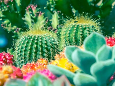 5 suculentas que son tóxicas y peligrosas para niños y animales
