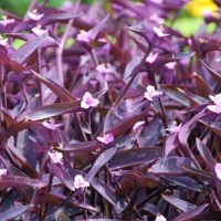 La planta que nunca muere: de exótico color, con diminutas y elegantes flores y que es ideal para canteros