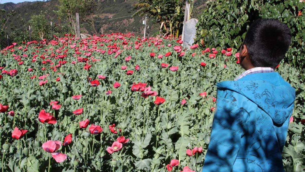 Un campo de amapola en Guerrero