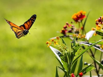 Vale oro: la planta que tenés que tener si querés que tu jardín se llene de mariposas