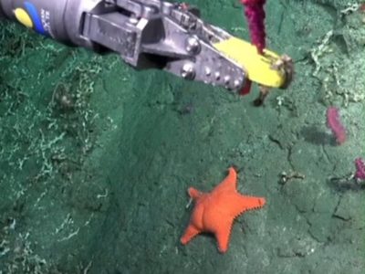 Científicos de la UBA realizarán una nueva expedición en el Mar Argentino