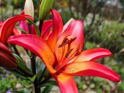 Las 5 plantas con las flores más lindas y llamativas para llenar de color tu hogar y tu jardín en primavera