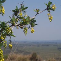 Tené cuidado: la planta que tiene unas hermosas flores amarillas, pero que muchos consideran peligrosa