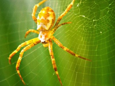 La increíble razón por la que no deberías matar las arañas que aparecen en tu hogar