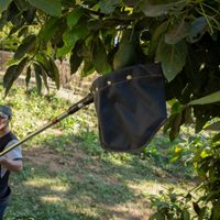 Tras queja en el T-MEC, gobierno de Michoacán analiza una “veda forestal” para el aguacate