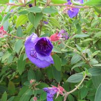 La planta aterciopelada que atrae a todos con sus flores azules espectaculares