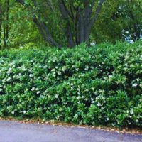 Adiós, vecinos curiosos: las plantas que cuidan tu hogar, te regalan privacidad y casi no requieren mantenimiento