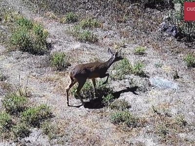 Colocaron cámaras en El Desierto de Los Leones y fueron captados linces, venados, coyotes…