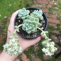 La veo y la quiero: la suculenta aromática que huele a chicle y que es perfecta para decorar tu casa