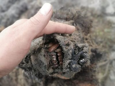 Histórico: hallaron el primer cuerpo de un oso extinto hace 15.000 años en perfecto estado