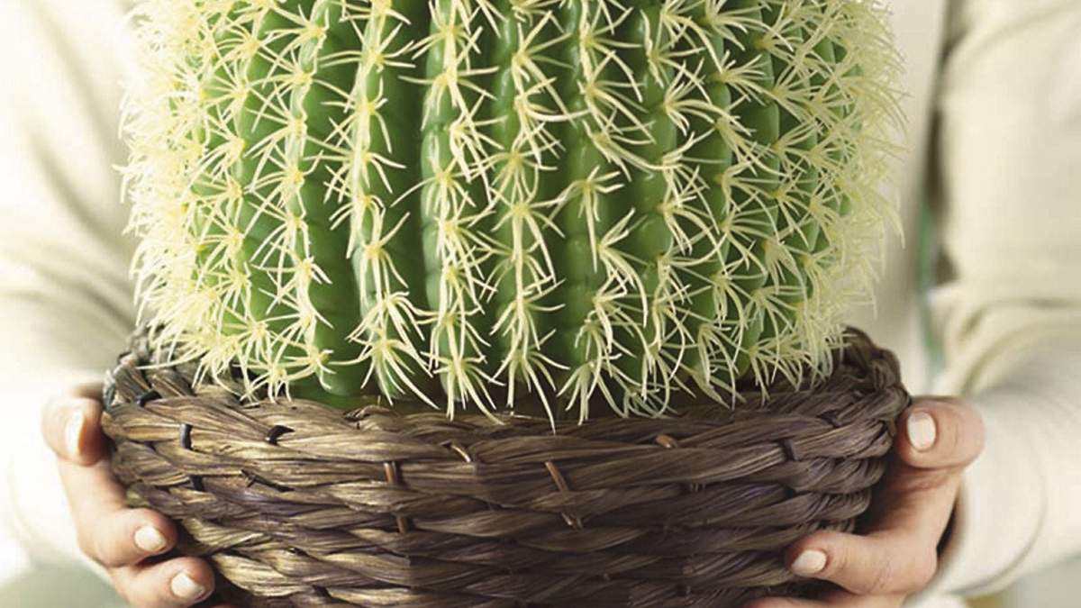 Cactus. Fuente: (Google)