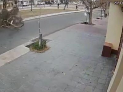 Un video destapó la amenaza silenciosa del arbolado en Maipú