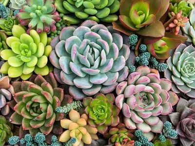 No la arranques: la suculenta que crece como maleza en tu jardín y es un superalimento