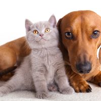 La Municipalidad de Neuquén hará el primer censo de perros y gatos en la historia de la capital
