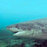Río Negro: hallaron más de 100 tiburones bacota en el Golfo San Matías